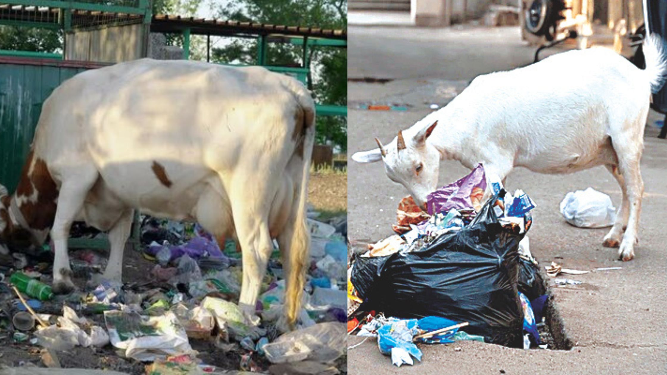 Civic Mirror, सीविक मिरर, Pune Mirror, Pune Times Mirror, Pune, Pune Newsz