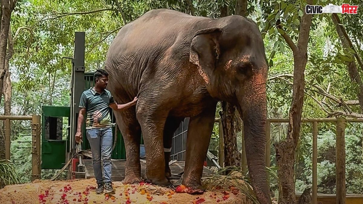 kolhapur , Gujarat , elephant , Vantara , Nandni
